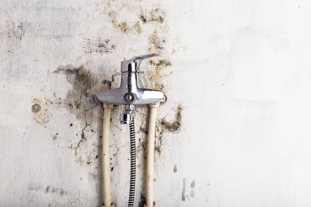 Best Mold Removal Company Near Me  in Erie, IL