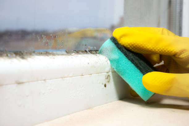 Best Mold Cleaning Services  in Erie, IL