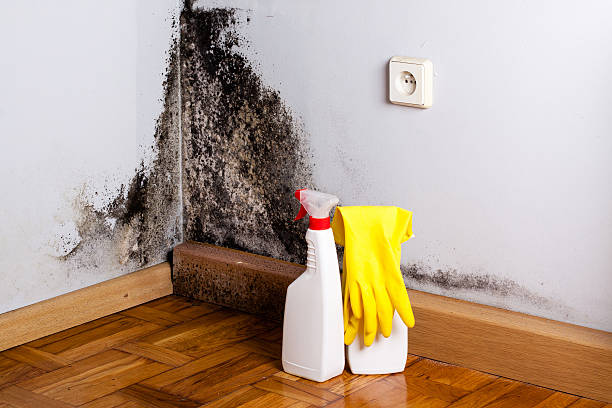 Mold Removal and Inspection in Erie, IL